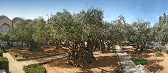 Garden of Gethsemane, Mount of Olives, Jerusalem