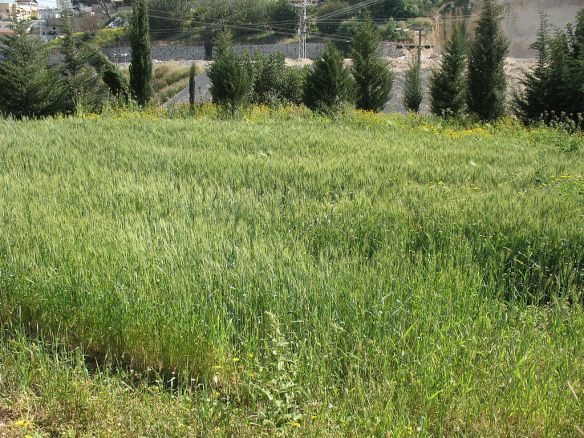 Wheat_and_tares_0708_(513649608)